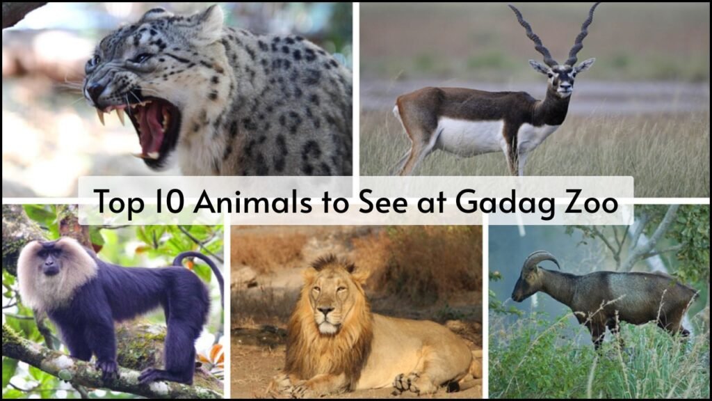 Top 10 Animals to See at Gadag Zoo